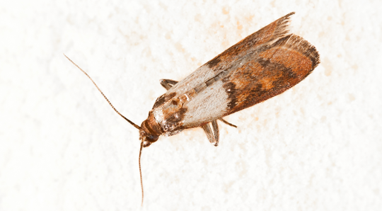 Pantry Moth