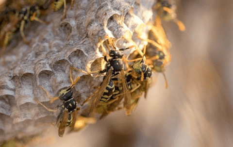 Wasp Nest